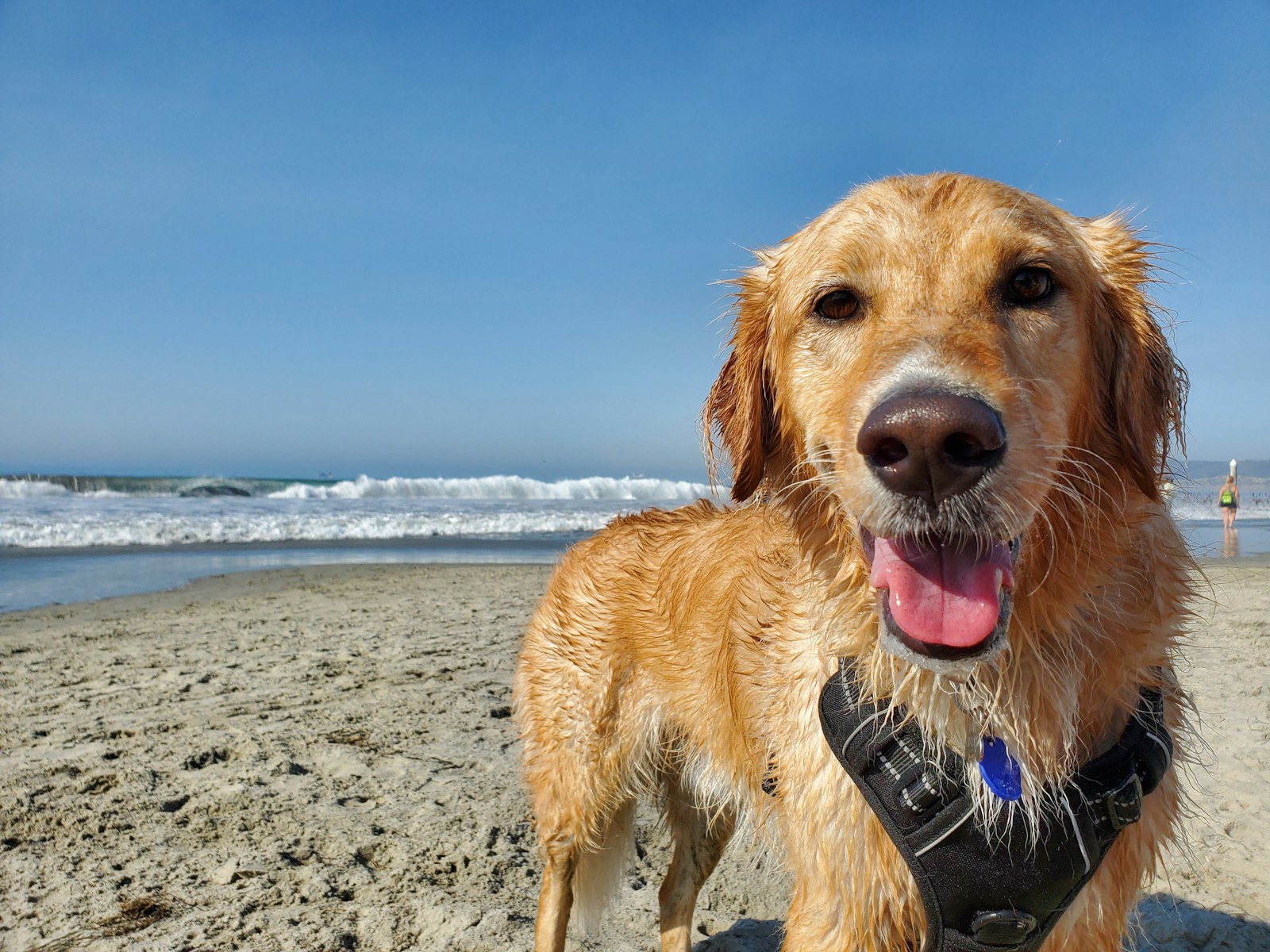 Goldener Retriever am Sandstrand vor der Brandung; stimmungsvolle Fotografie von Greg Jenkins